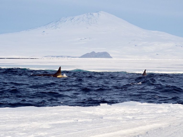 Boxfish Research Whales Antarctic